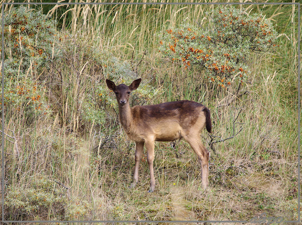 20130925_1524herten_Panneland3