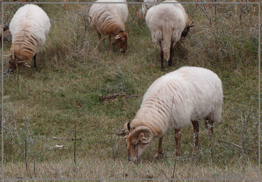 Schapen Olympus XZ1