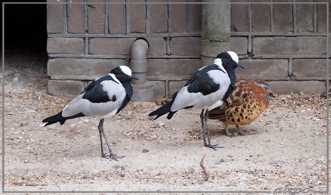 2 smidsplevieren en bamboekwartel