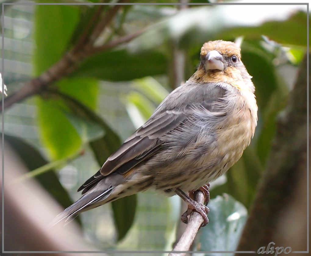 Vogeltje onbekend