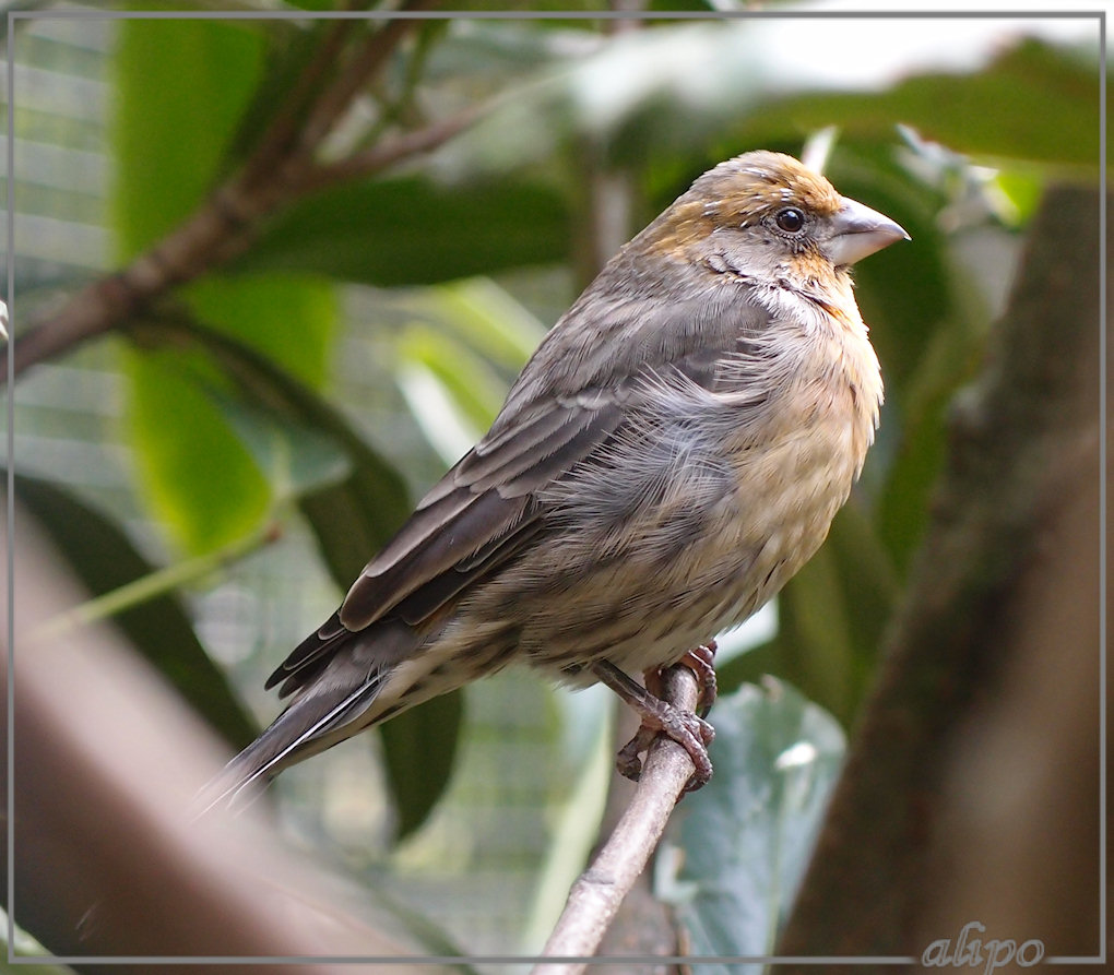 Vogeltje onbekend