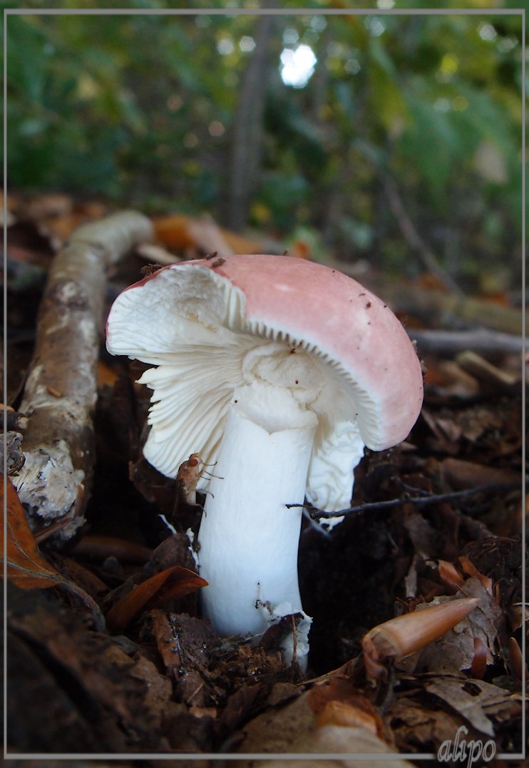 Roze russula