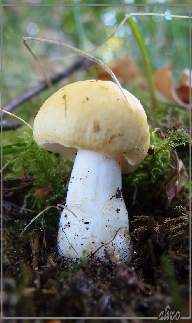 Gele russula