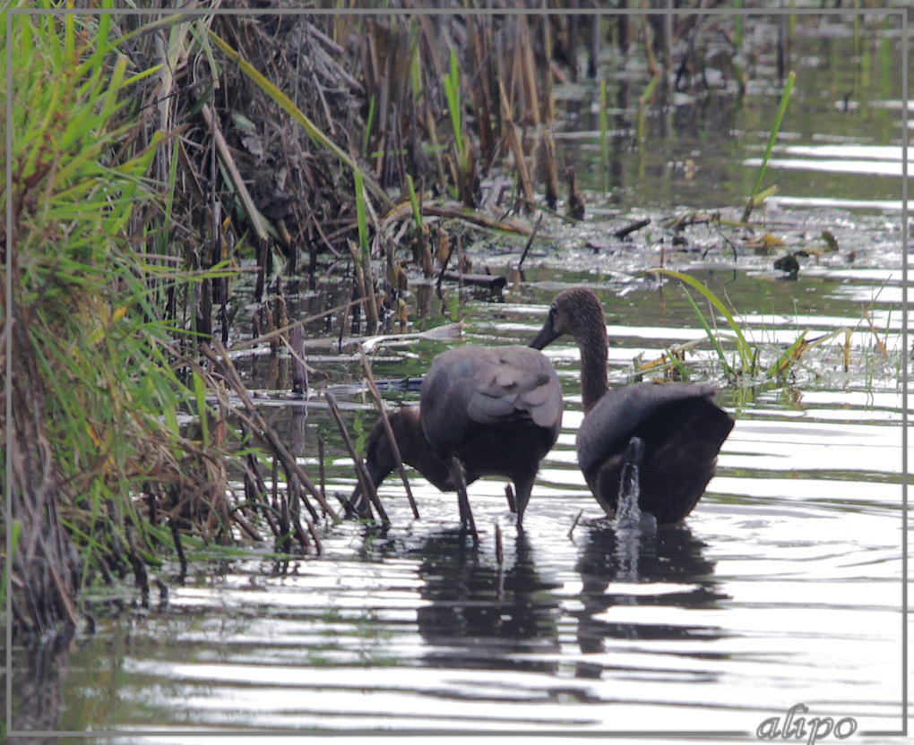 20131008_1409zwarte_ibissen_Heemskerk (1) Pentax K5 400mm