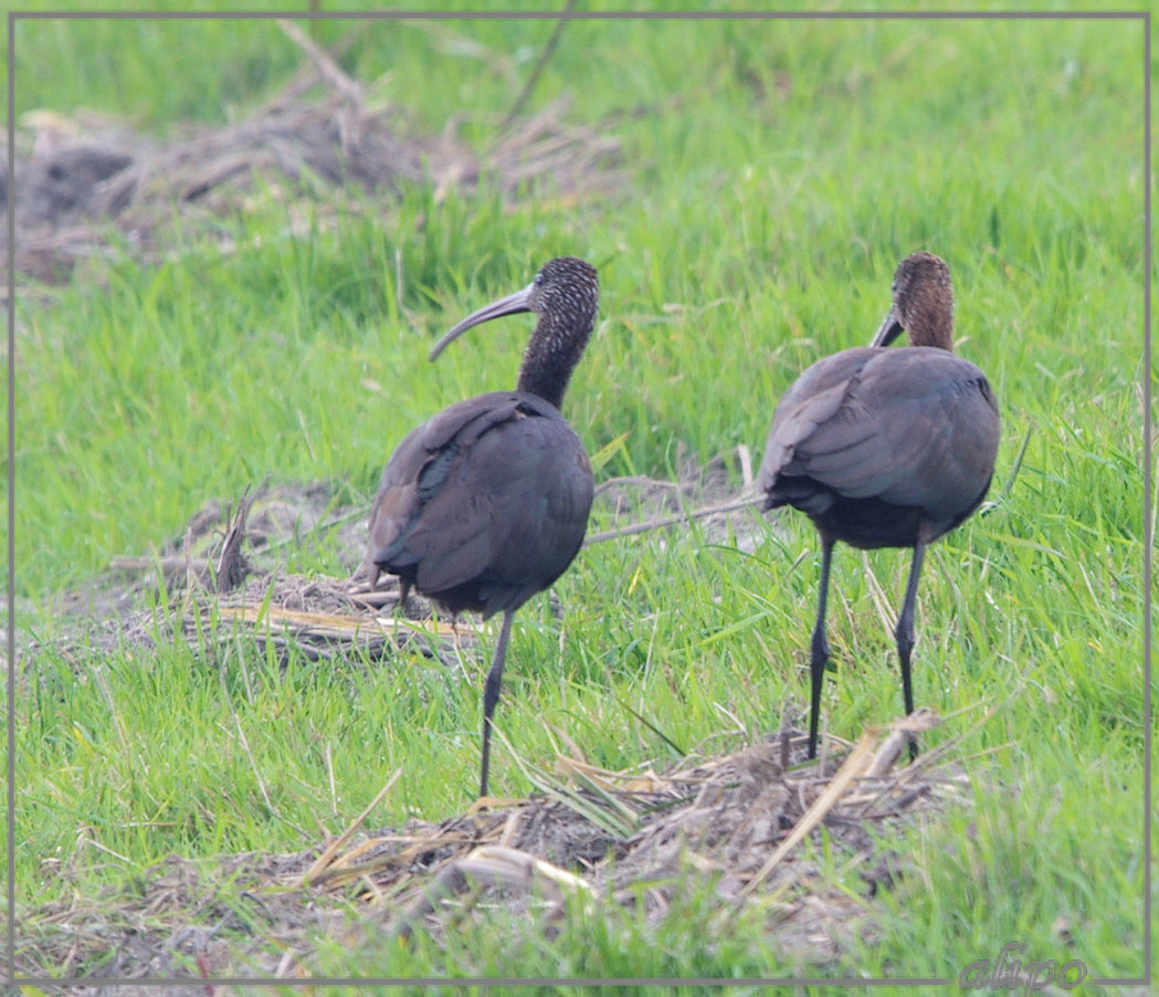 20131008_1409zwarte_ibissen_Heemskerk (10) Pentax K5 400mm