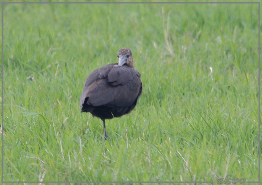 20131008_1409zwarte_ibissen_Heemskerk (8) Pentax K5 400mm