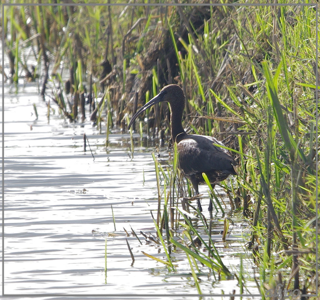 20131008_1413zwarte_ibissen_Heemskerk (17) Pentax K5 400mm