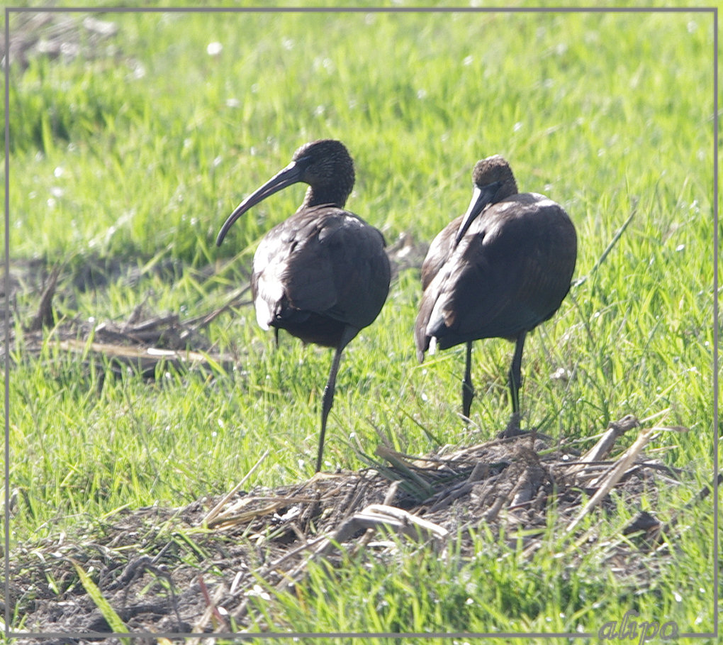 20131008_1413zwarte_ibissen_Heemskerk (9) Pentax K5 400mm