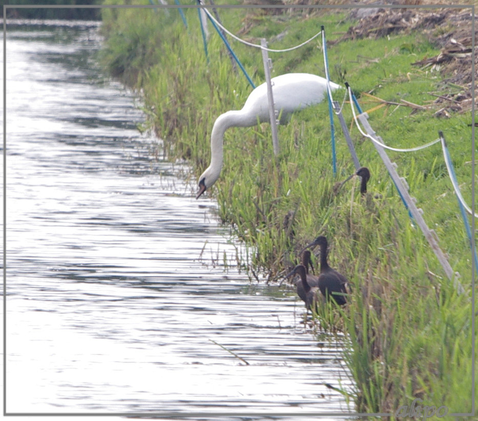 20131008_1437knobbelzwaan_zwarte_ibissen_Heemskerk5 Pentax K5 400mm