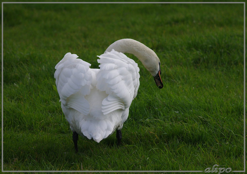 20131008_1448knobbelzwaan_Heemskerk4 Pentax K5 400mm