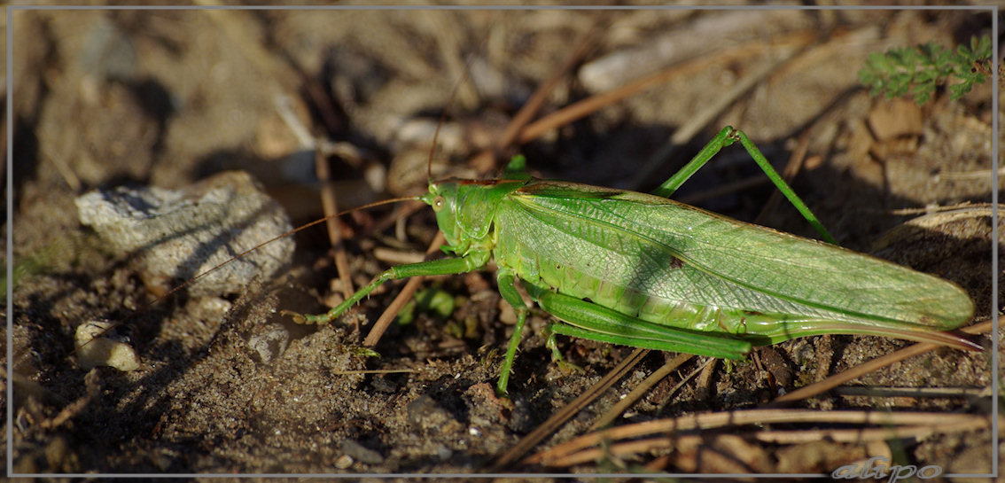 20131008_1623groene_sabelsprinkhaan_duinen_Heemskerk5 Pentax K10D 300mm