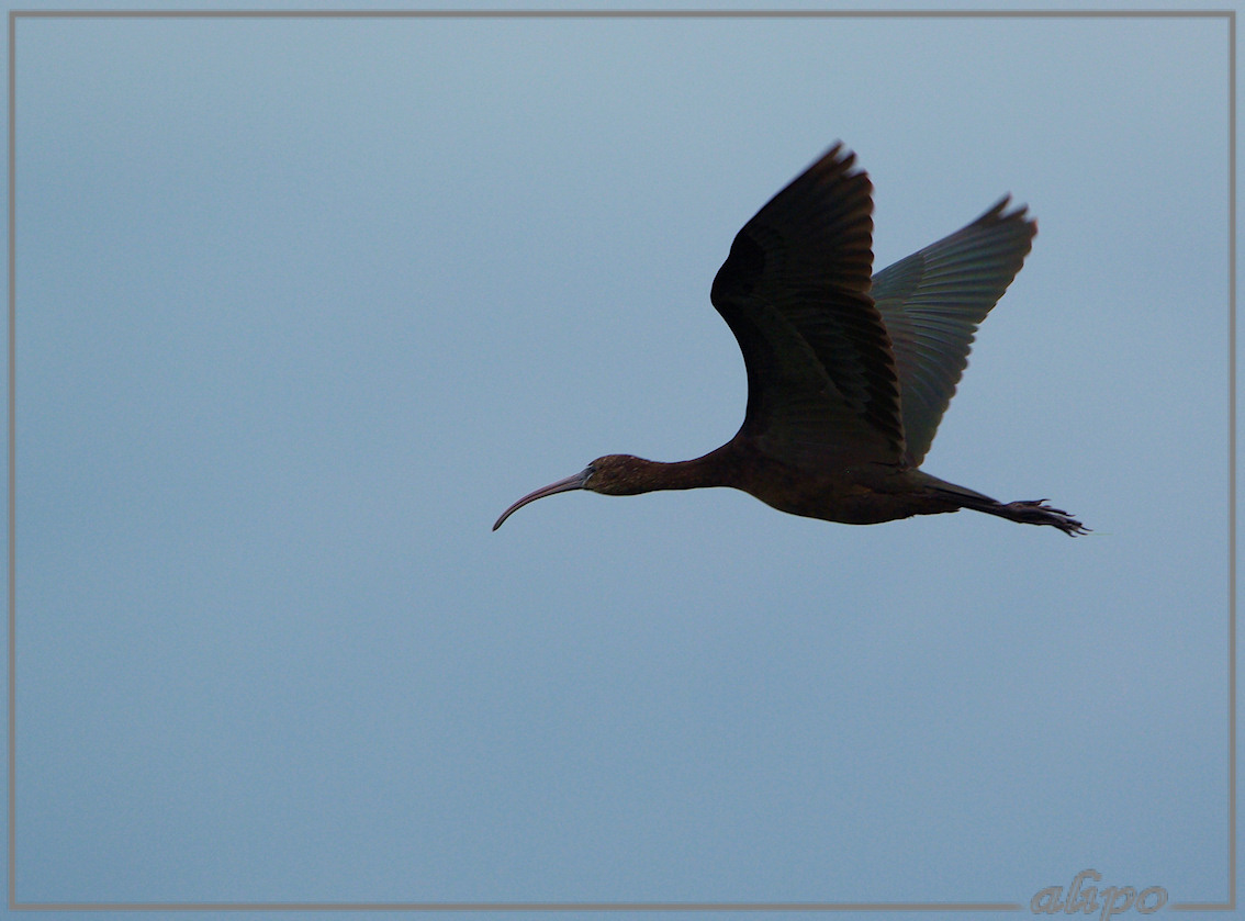 20131009_1213vliegende_zwarte_ibis_Heemskerk Pentax K10D 400mm