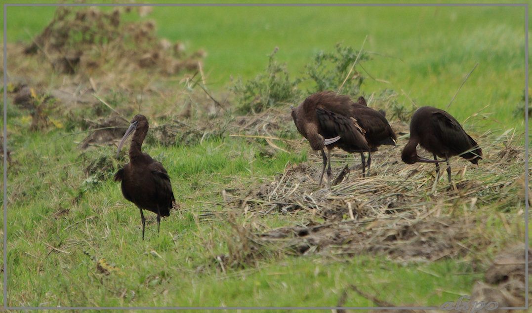 20131009_1234zwarte_ibissen_Heemskerk (9) Pentax K10D 400mm