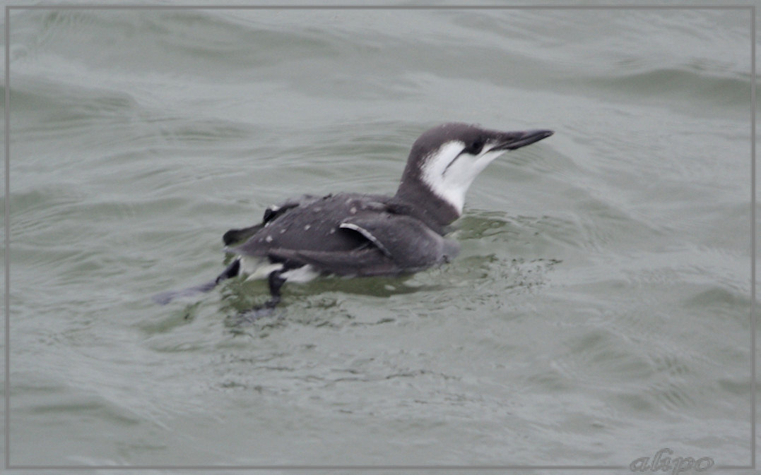 20131021_1108zeekoet_zuidpier2 Pentax K10 400mm