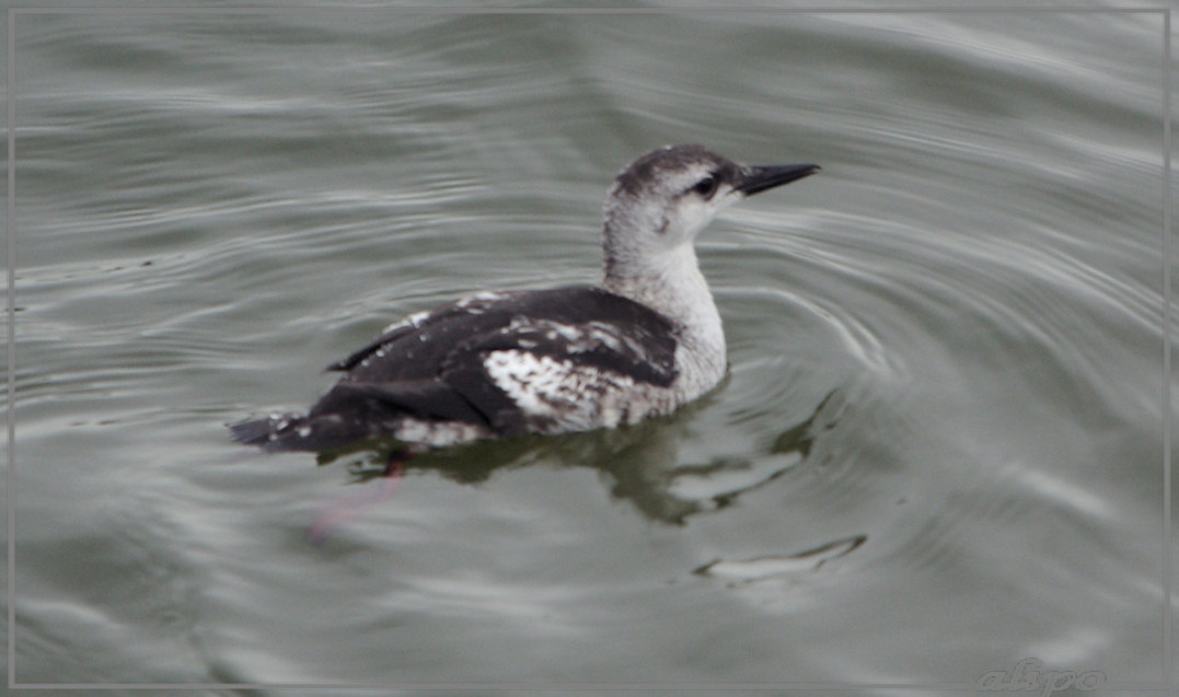 20131021_1156zwarte_zeekoet_zuidpier (5) Pentax K10 400mm