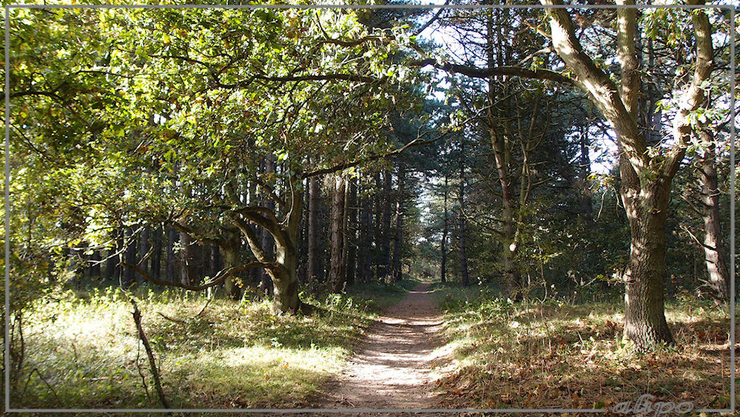 Herenduinen Olympus XZ1