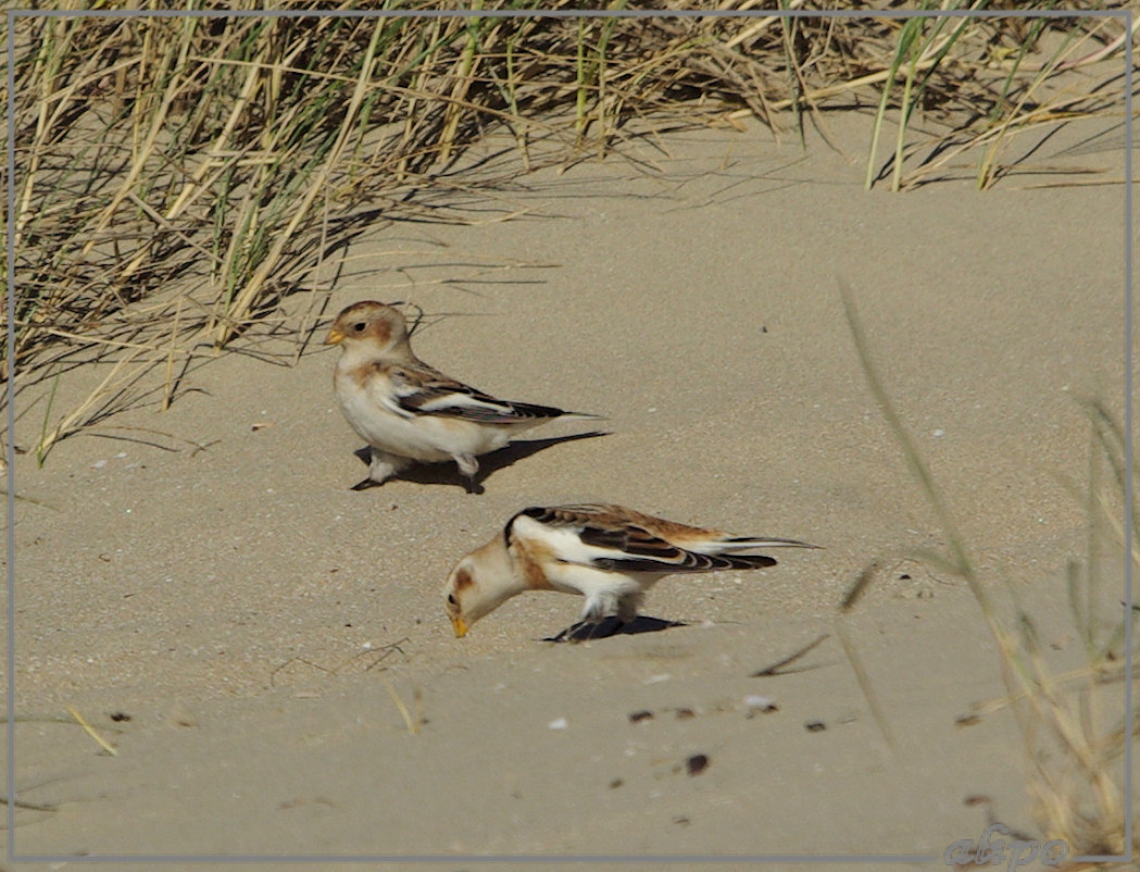 20131024_1344sneeuwgorzen_strand (23)