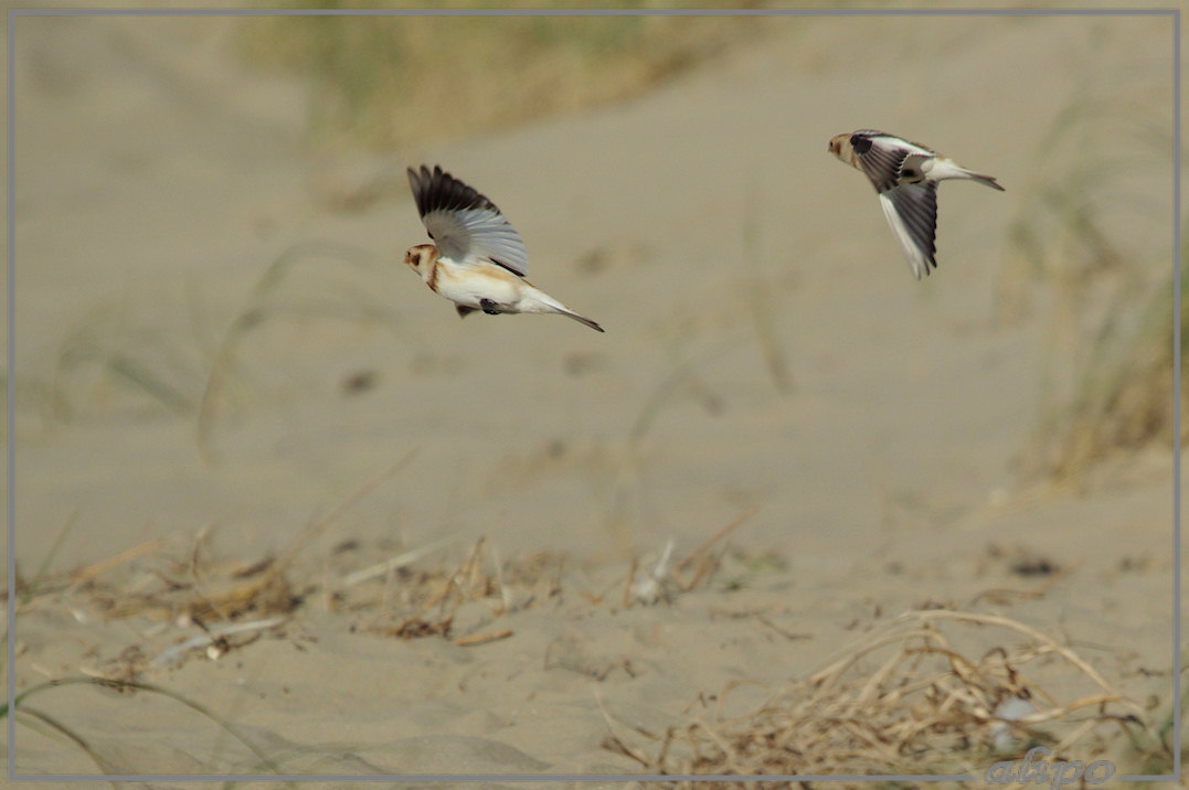 20131024_1344sneeuwgorzen_strand (33)