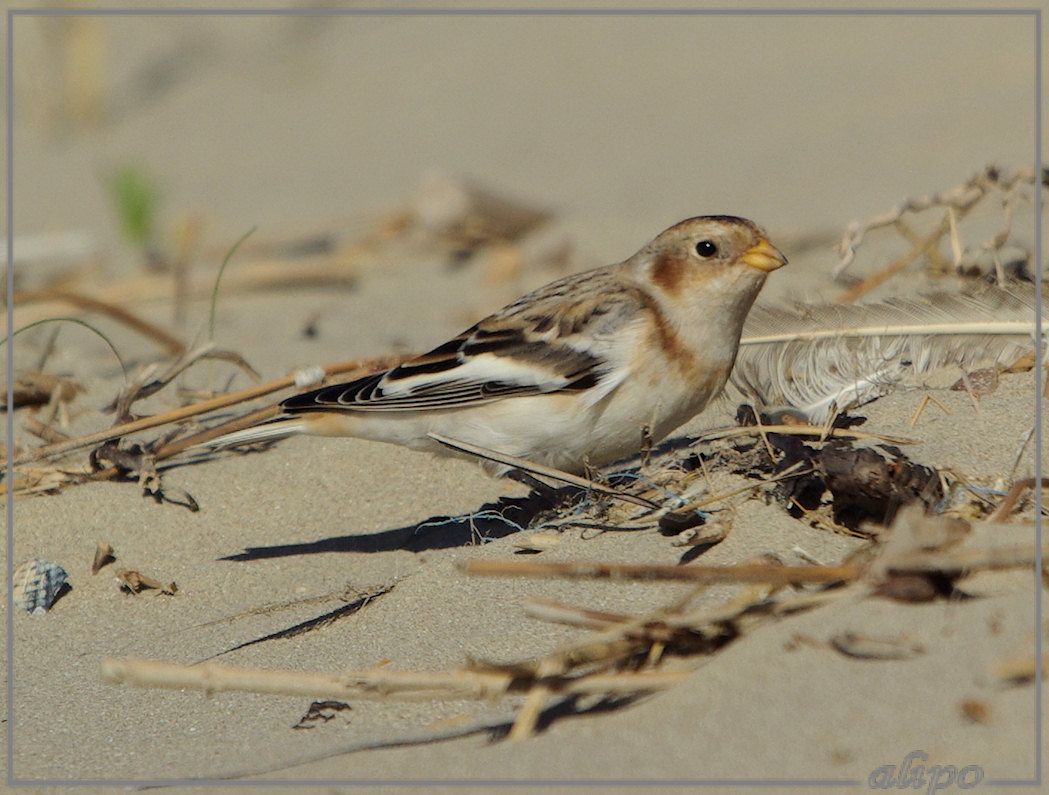 20131024_1344sneeuwgorzen_strand (63)