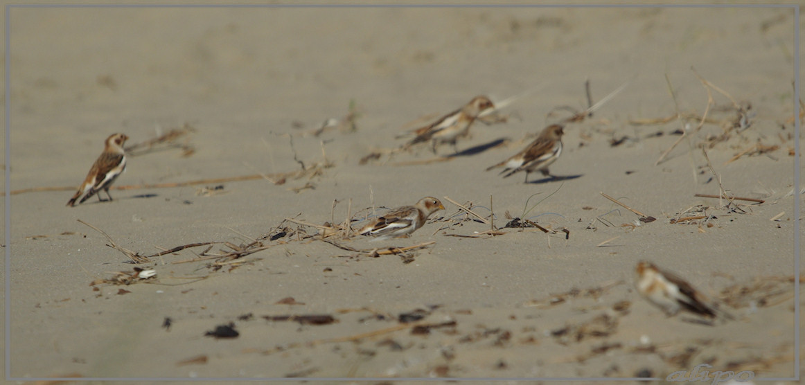 20131024_1344sneeuwgorzen_strand (9)