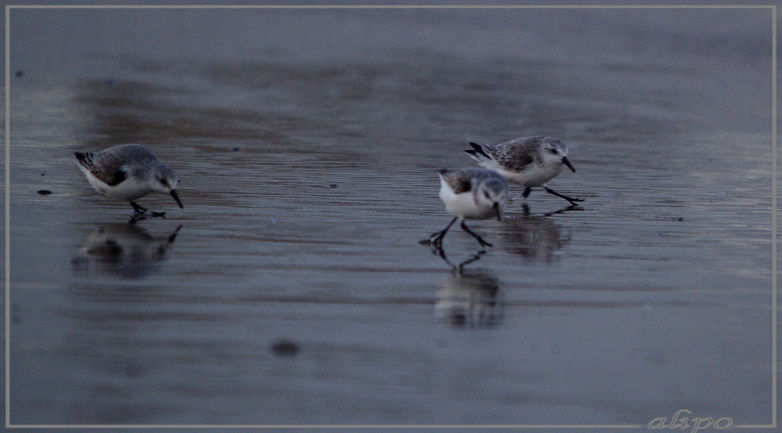 20131029_1554drieteenstrandlopers_strand (6) Pentax K10D 400mm