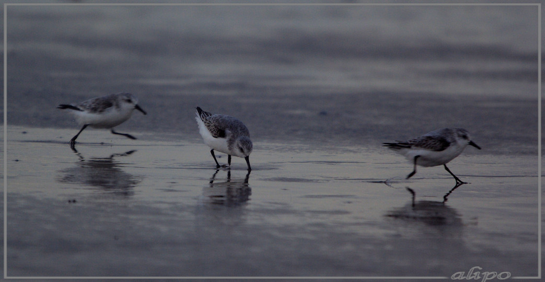 20131029_1554drieteenstrandlopers_strand (8)