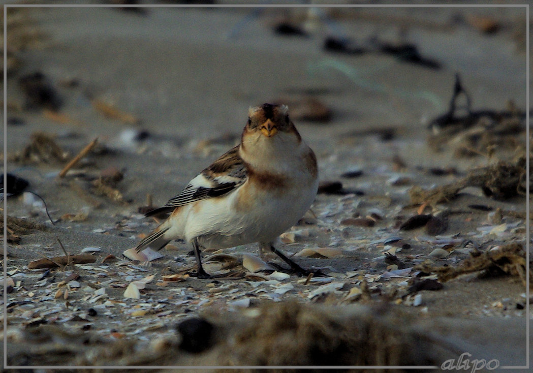 20131030_1552sneeuwgorzen_strand (31)