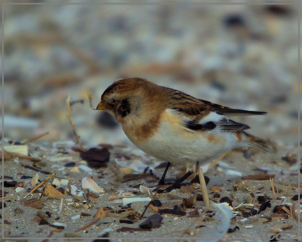 20131030_1552sneeuwgorzen_strand (49)