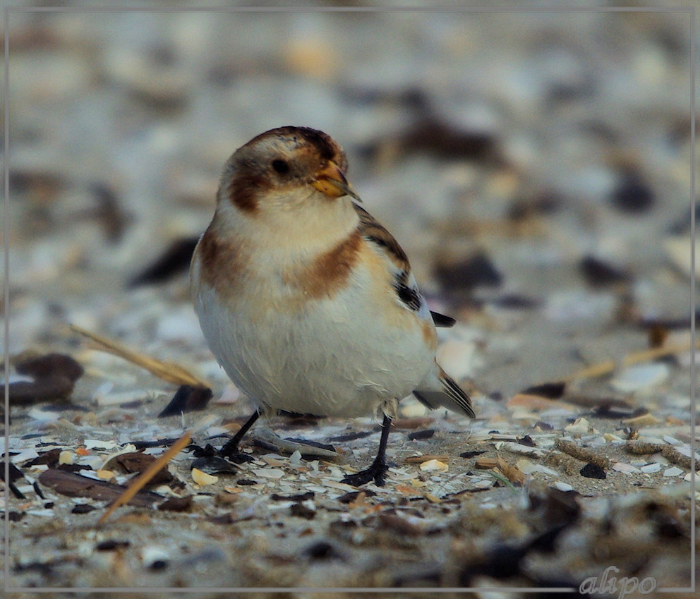 20131030_1552sneeuwgorzen_strand (57)