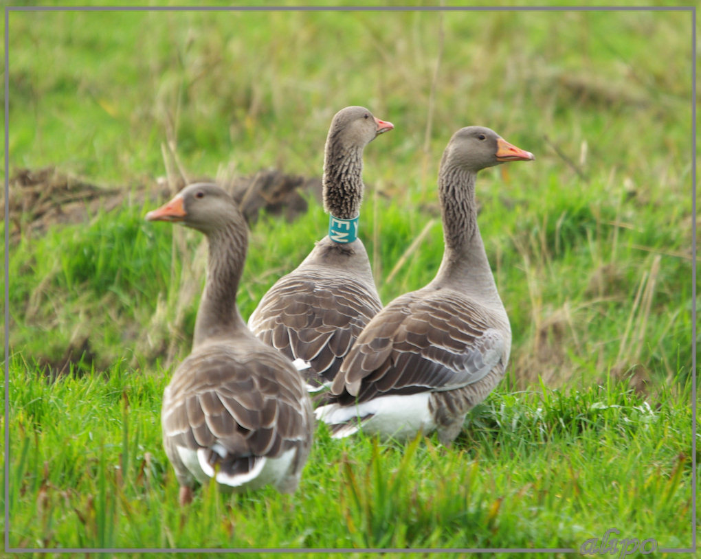 20131107_1414wilde_ganzen_Spaarnwoude4 Pentax K10D 400mm