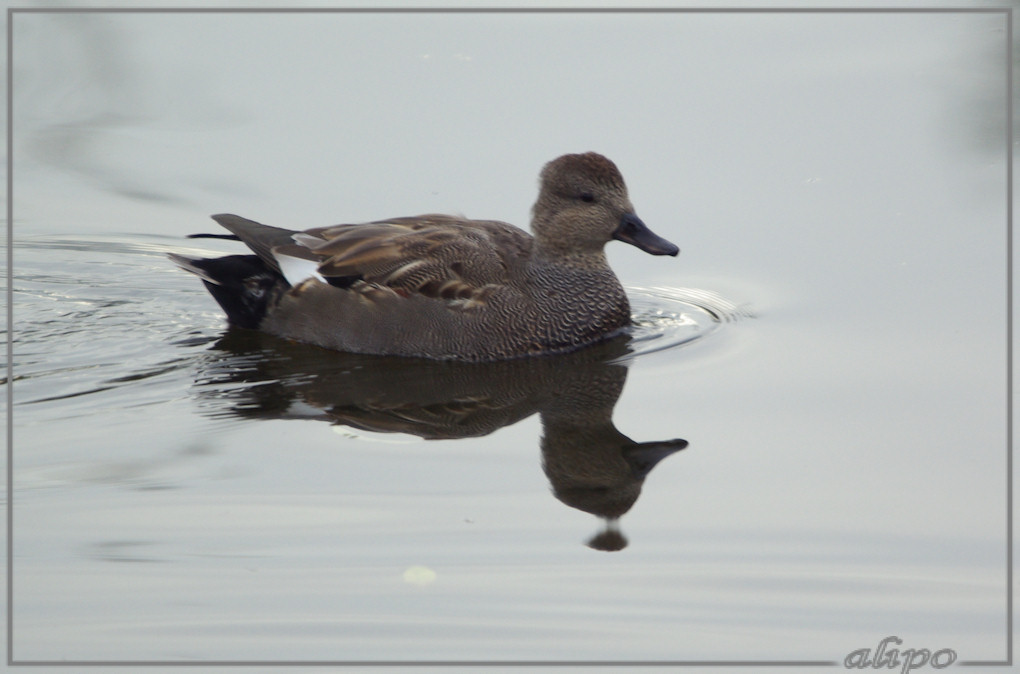 20131107_1451krakeend_Fort_Benoorden_Spaarnwoude4