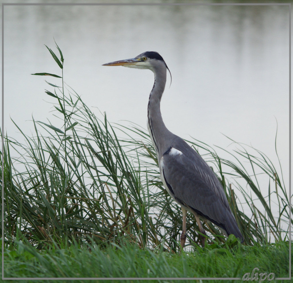 20131107_1511blauwe_reiger_Spaarnwoude5