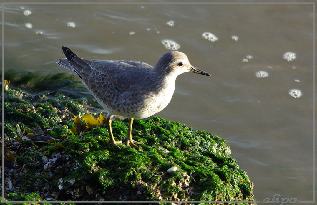 20131113_1513kanoet_pier Pentax K10D 400mm