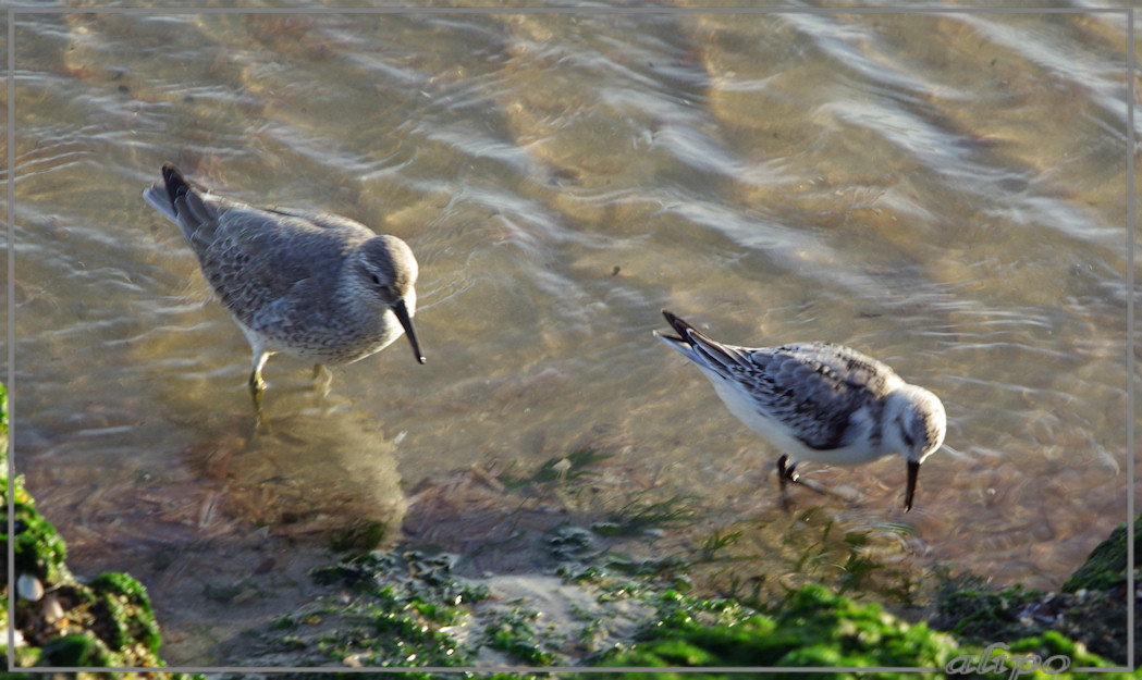 20131113_1514kanoet_drieteenstrandloper_pier