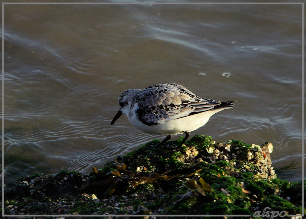 20131113_1519drieteenstrandloper_pier