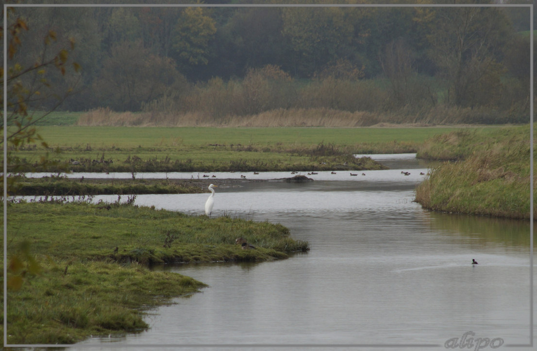 20131116_1515grote_zilverreiger_Spaarnwoude Sony A57 200mm