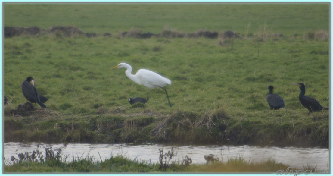 20131116_1520grote_zilverreiger_Spaarnwoude (8) Sony A57 Voigtländer 400mm