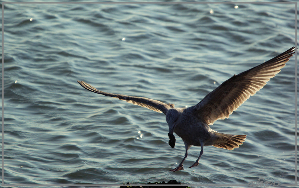 20131121_1406zilvermeeuw_mossels_pier (7) Pentax K10D 400mm