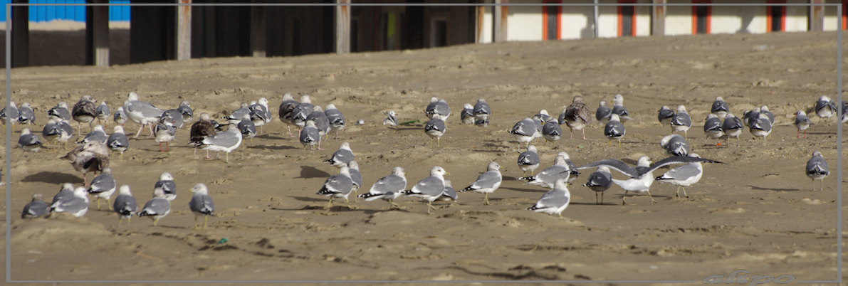 20131125_1153stormmeeuwen_strand5 Pentax K5 300mm