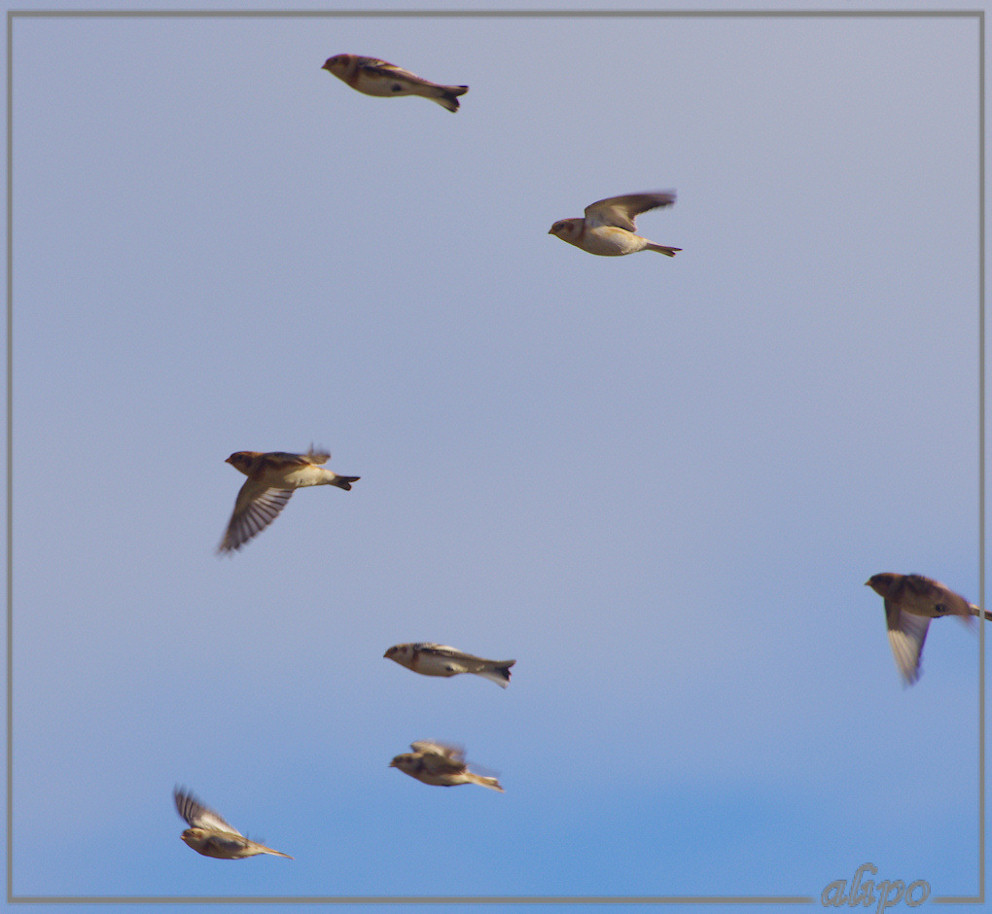 20131125_1353sneeuwgorzen_strand (9)