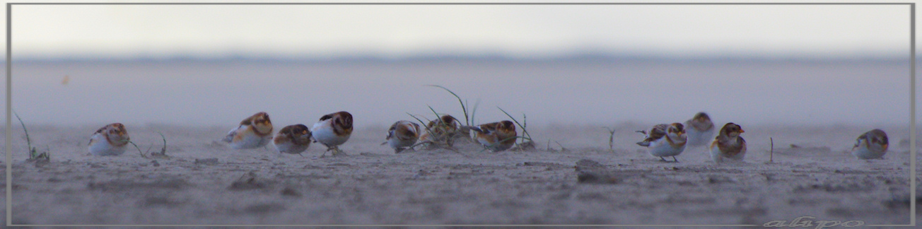 20131125_1403sneeuwgorzen_strand (12)