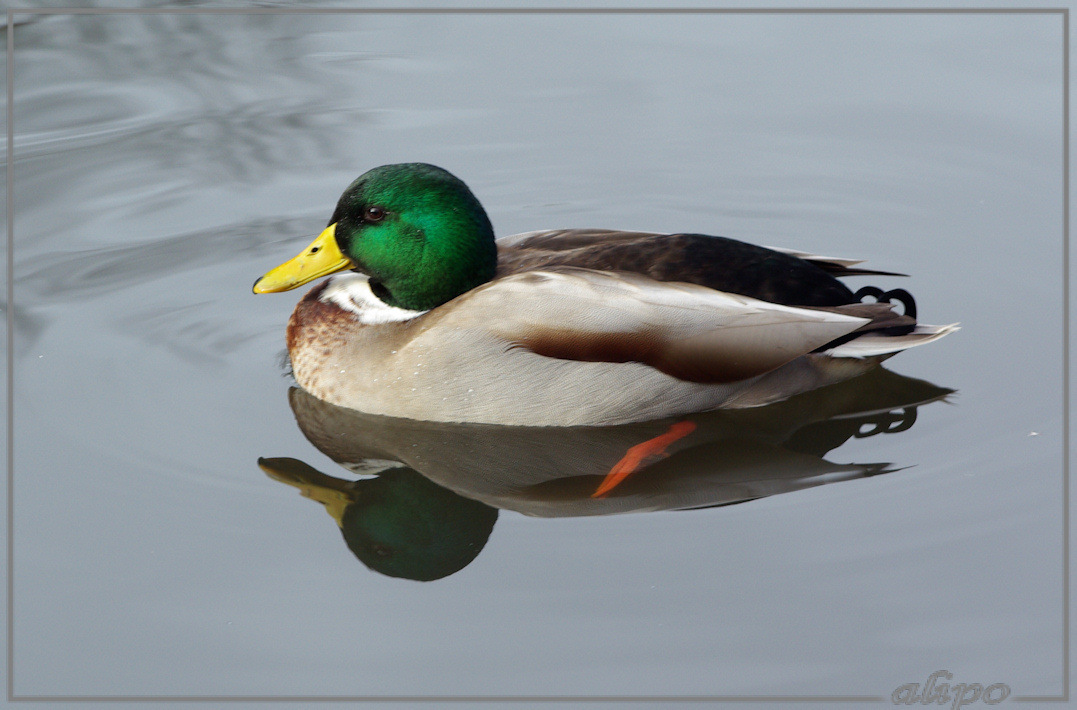 20131126_1137wilde_eend_Velserbeek3 Pentax K10D 400mm