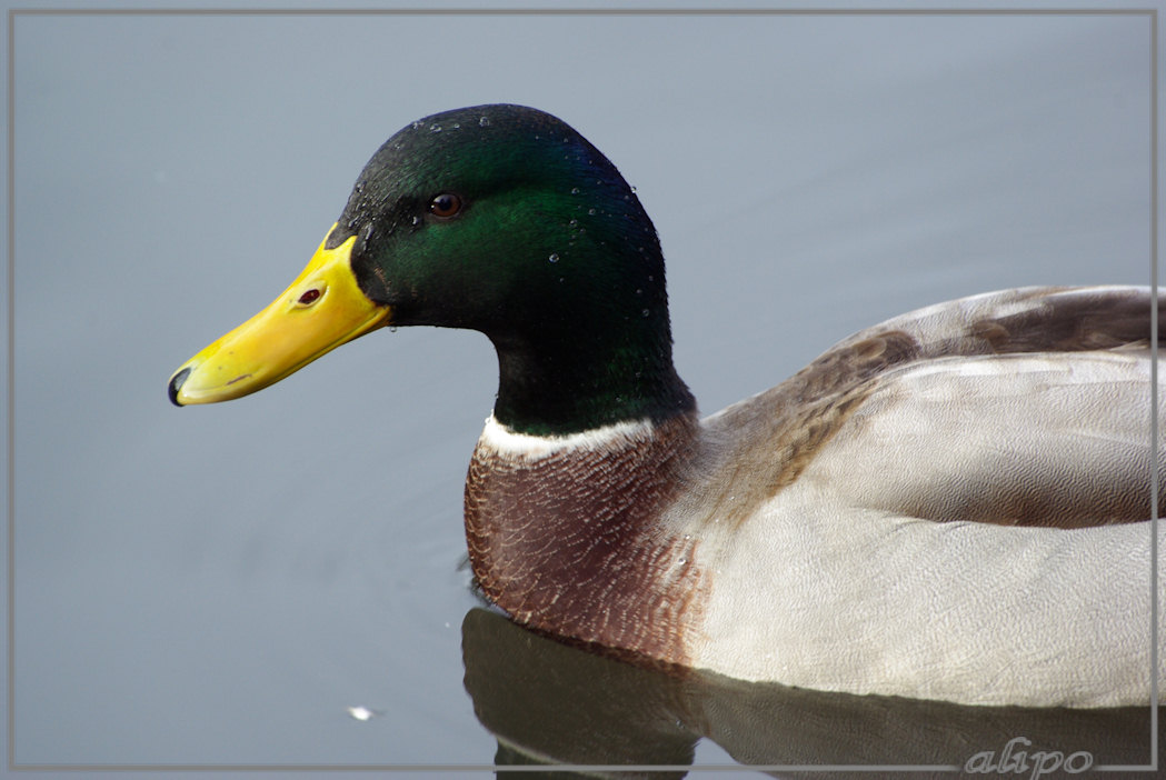 20131126_1137wilde_eend_Velserbeek4 Pentax K10D 400mm