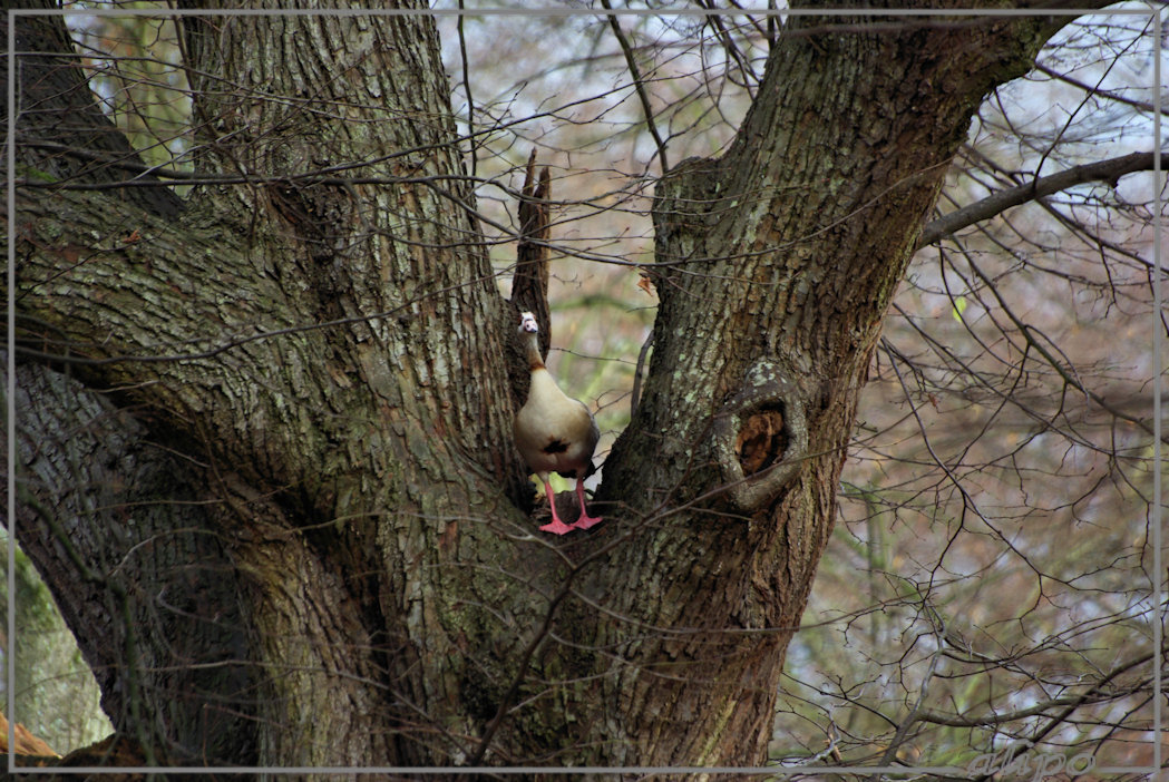 20131126_1143nijlgans_boom_Velserbeek Pentax K10D 400mm