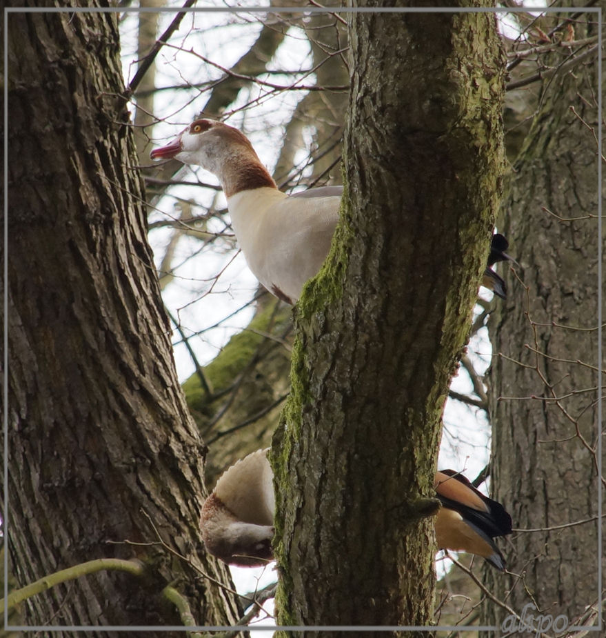 20131126_1145nijlganzen_boom_Velserbeek_Sigma200lens5 Sony A57 Sigma200mm