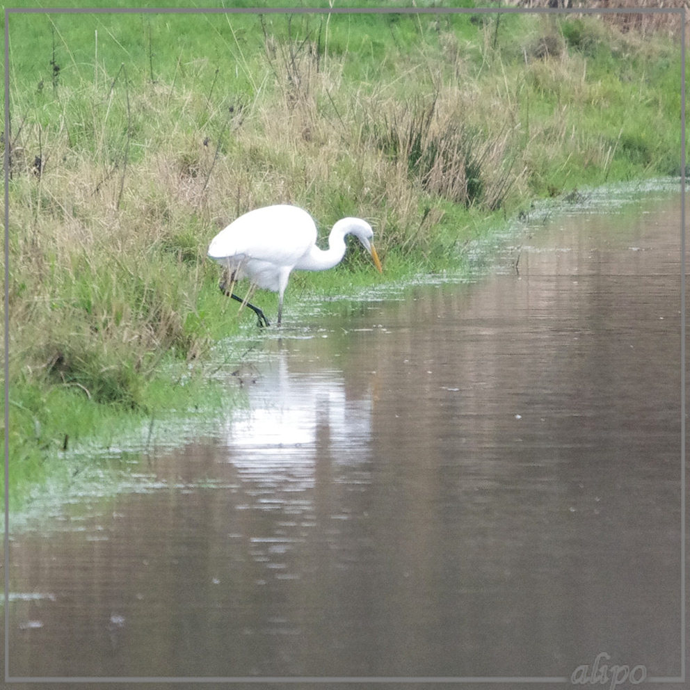 20131201_1514zilverreiger_Spaarnwoude_400mmSigma(2) Pentax K5