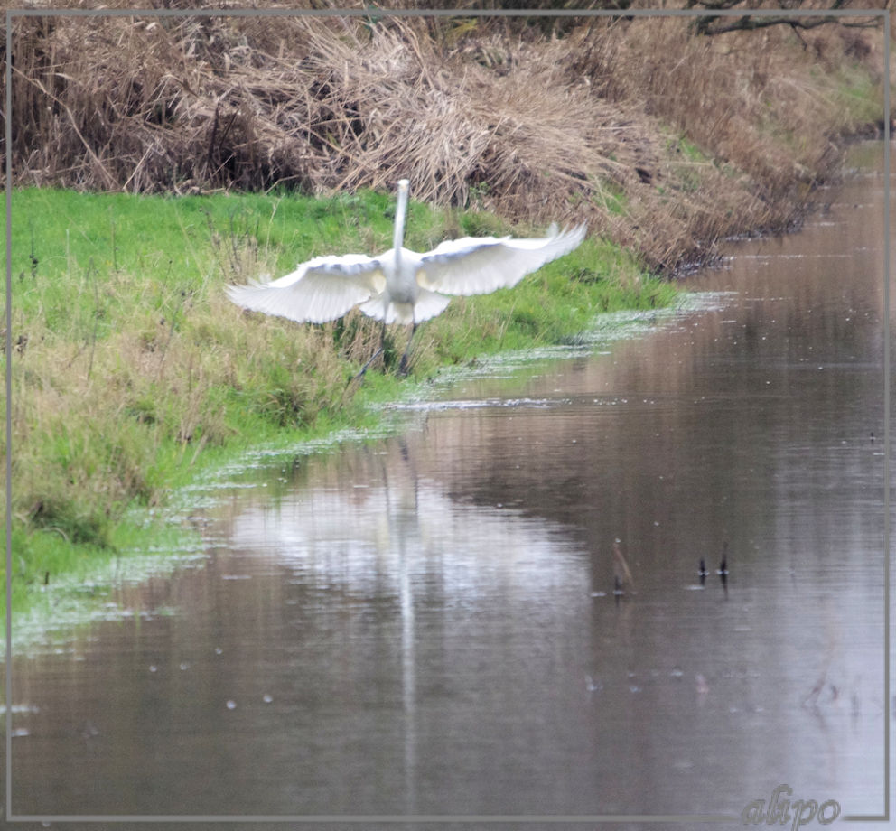 20131201_1518zilverreiger_Spaarnwoude_400mmSigma (6)