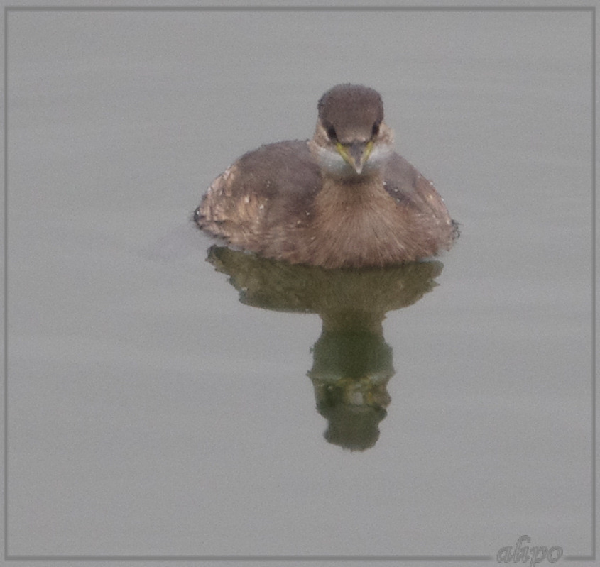 20131203_1512dodaars_Seaport_Marina (7) Pentax K5 400mm