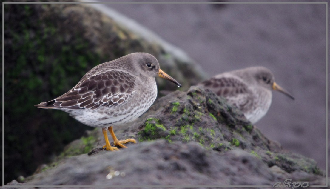 20131203_1541paarse_strandloper_pier3