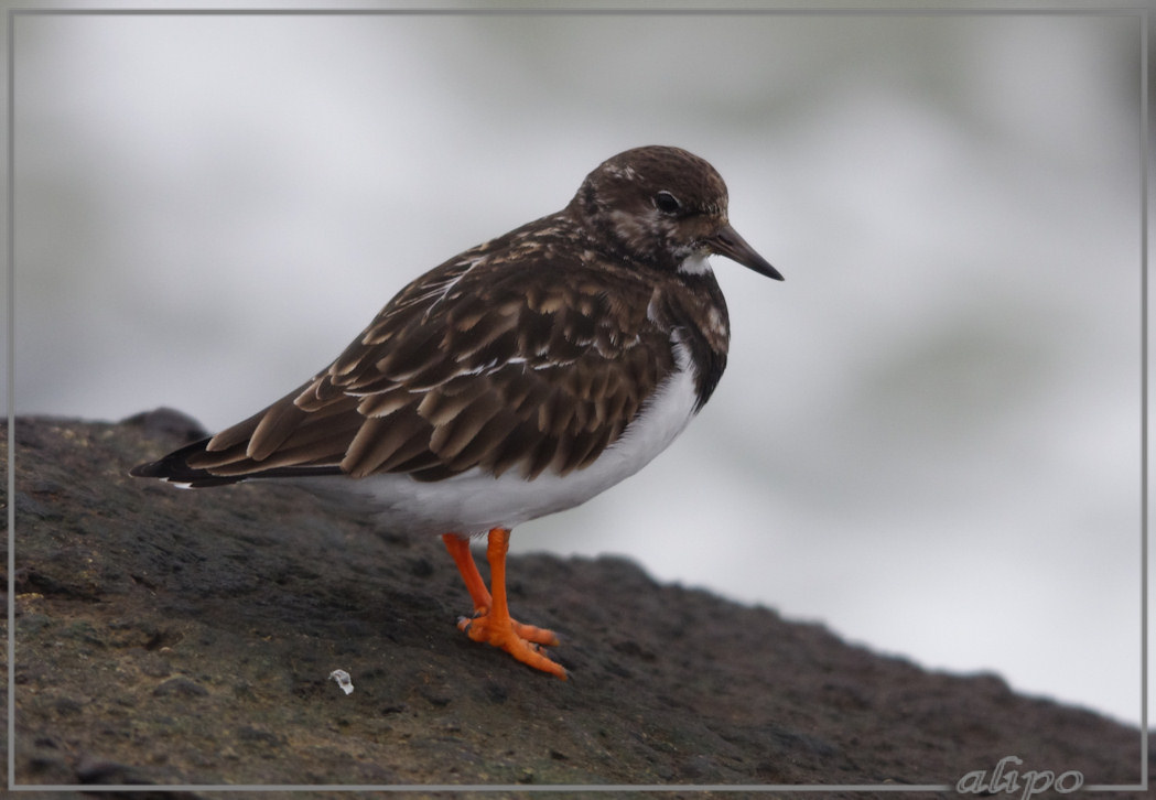 20131203_1543steenloper_pier